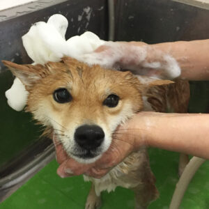 シャンプーしば