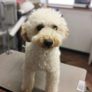 よろしくトイプー