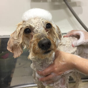 シャンプートイプー