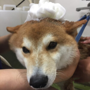 シャンプーしば