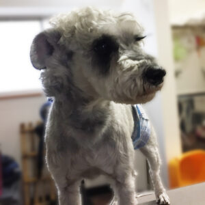 よろしくMシュナ