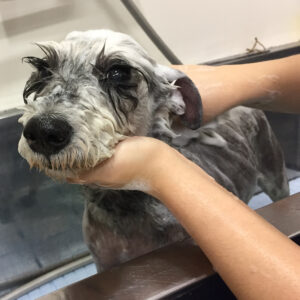 シャンプーMシュナ