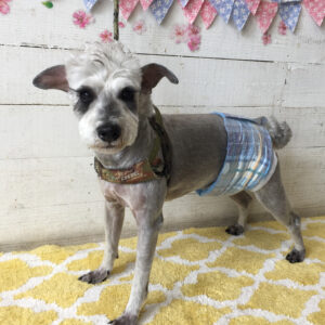 仕上がりMシュナ