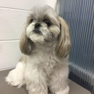 よろしくシーズー