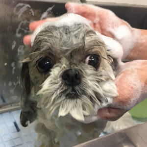 シャンプーシーズー