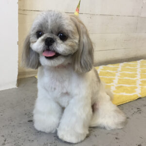 仕上がりシーズー