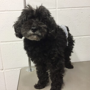 よろしくトイプー