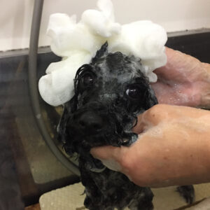 シャンプートイプー