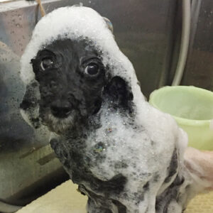 シャンプートイプー