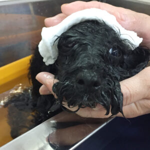 お風呂トイプー