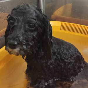 お風呂トイプー