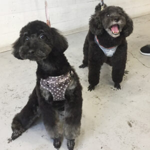 仕上がりトイプー