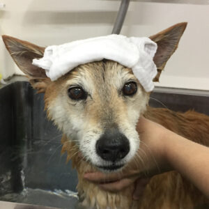 お風呂ミックス