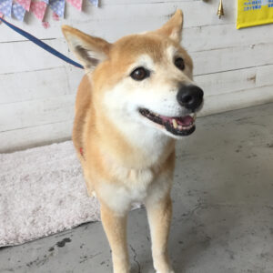 仕上がりミックス