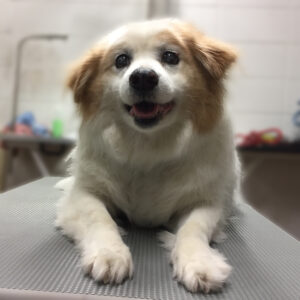 よろしくミックス