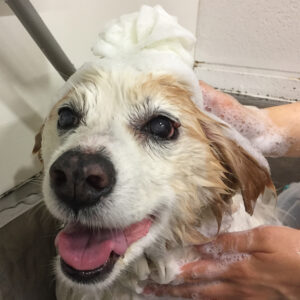 シャンプーミックス