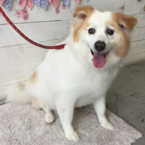 仕上がりミックス