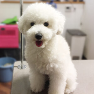 よろしくトイプー