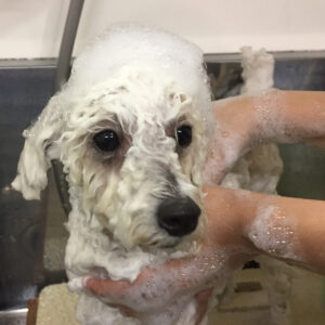 シャンプートイプー