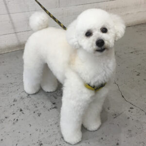 仕上がりトイプー