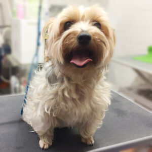 よろしくヨーキー