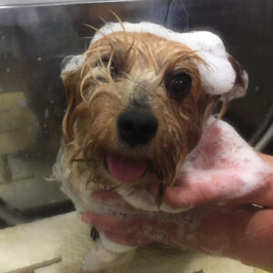 シャンプーヨーキー