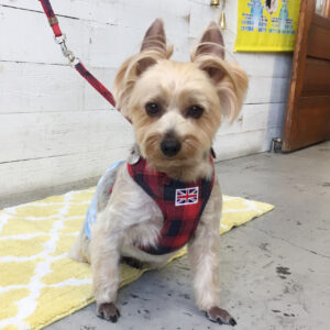 仕上がりヨーキー