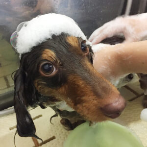 シャンプーダックス