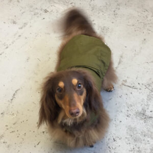 仕上がりダックス