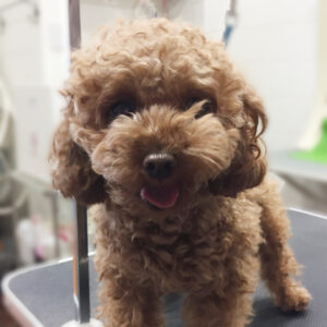 よろしくトイプー