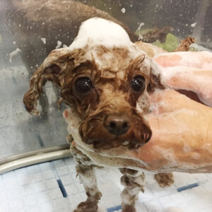 シャンプートイプー