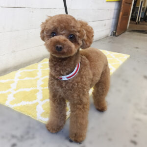 仕上がりトイプー