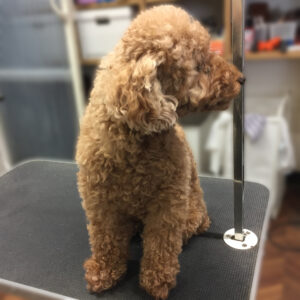 よろしくトイプー