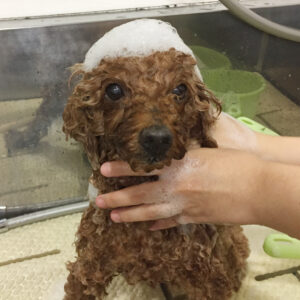 シャンプートイプー