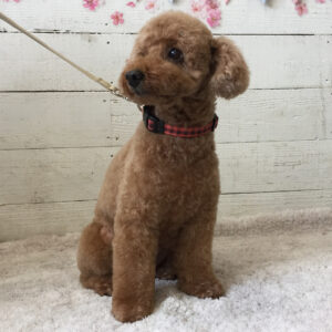 仕上がりトイプー