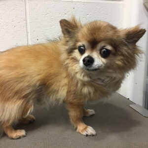 よろしくチワワ