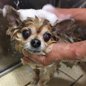 シャンプーチワワ