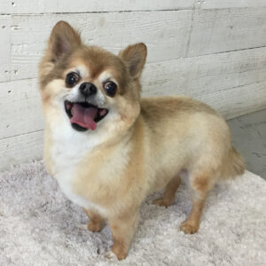 仕上がりチワワ