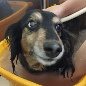 お風呂ダックス