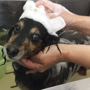 シャンプーダックス