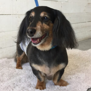 仕上がりダックス