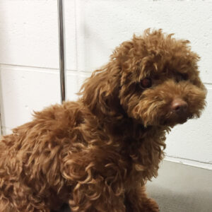 よろしくトイプー