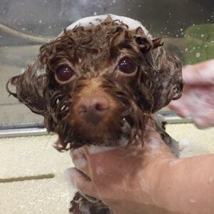 シャンプートイプー