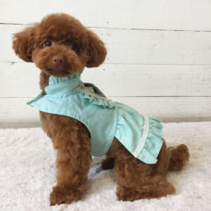 仕上がりトイプー