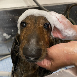 シャンプーダックス