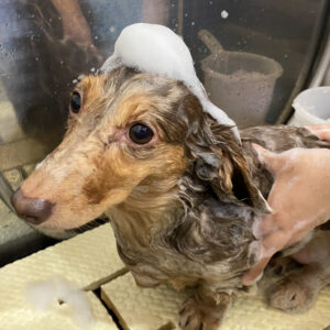 シャンプーダックス