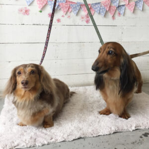 仕上がりダックス