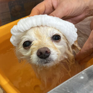 お風呂ポメ