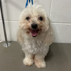 よろしくマルチーズ