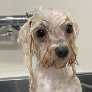 シャンプーマルチーズ